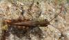Myrmeleotettix maculatus maculatus